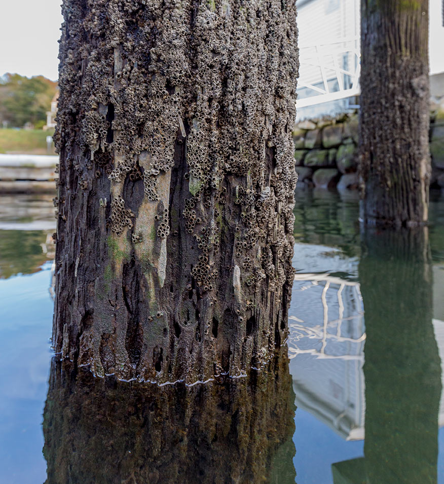 rotted wood pilings