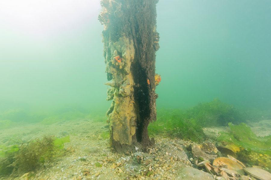 Palificazioni in legno marcescente