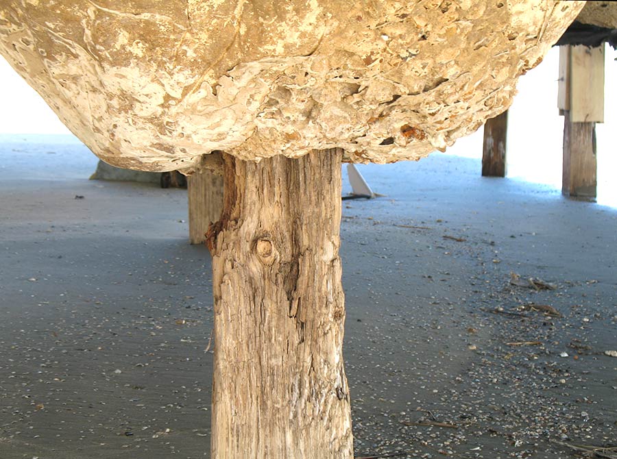 Wooden home foundation pilings rotted after Hurricane Ike