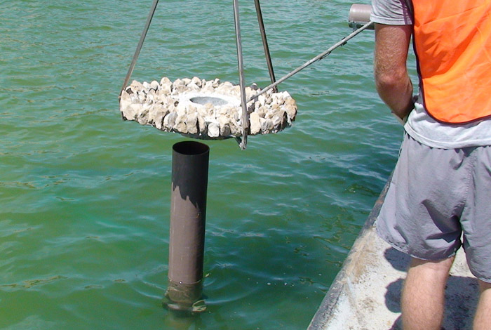 artificial reef with Pearson Pilings