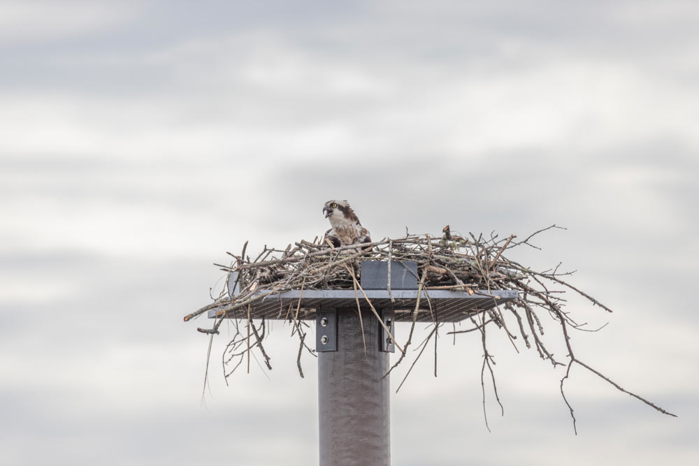 Osprey in Nest | Pearson Pilings