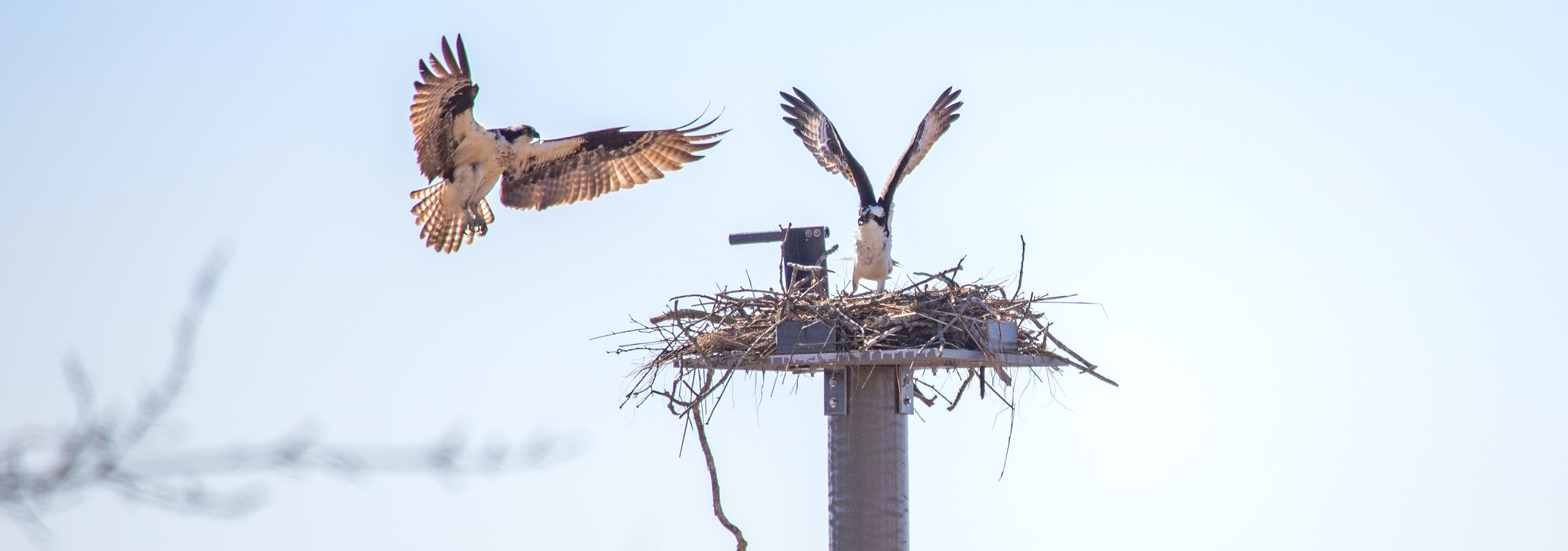 osprey nest removal