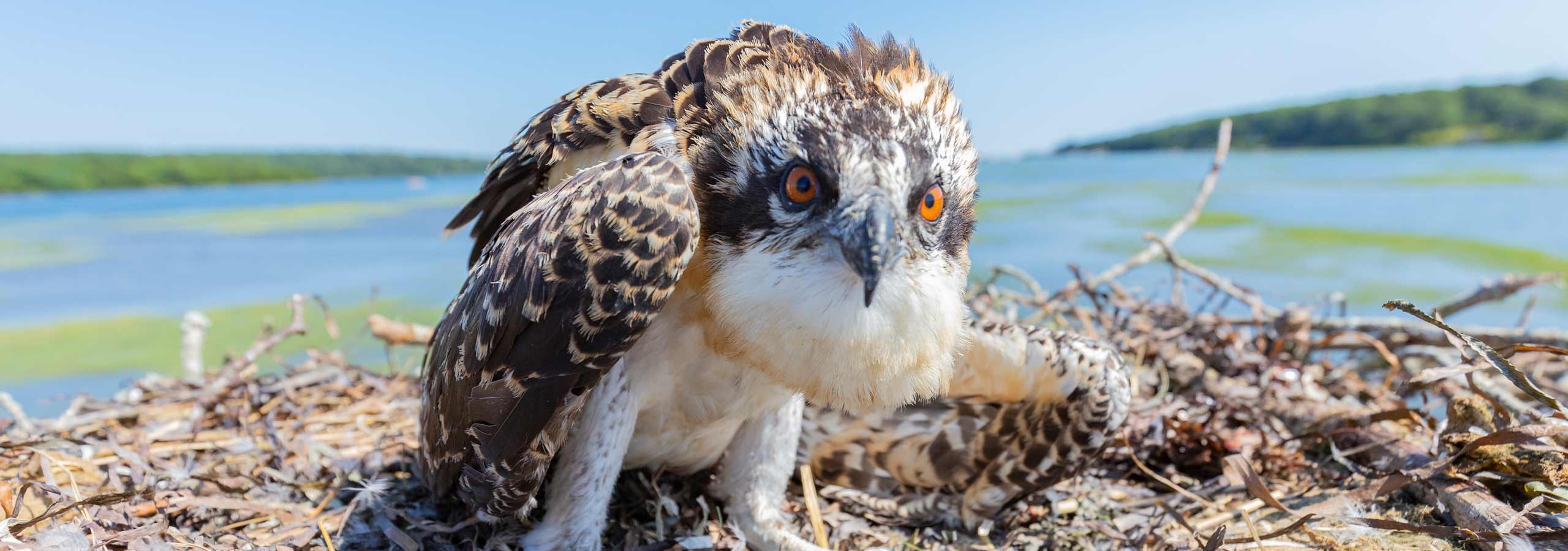 osprey nesting behavior