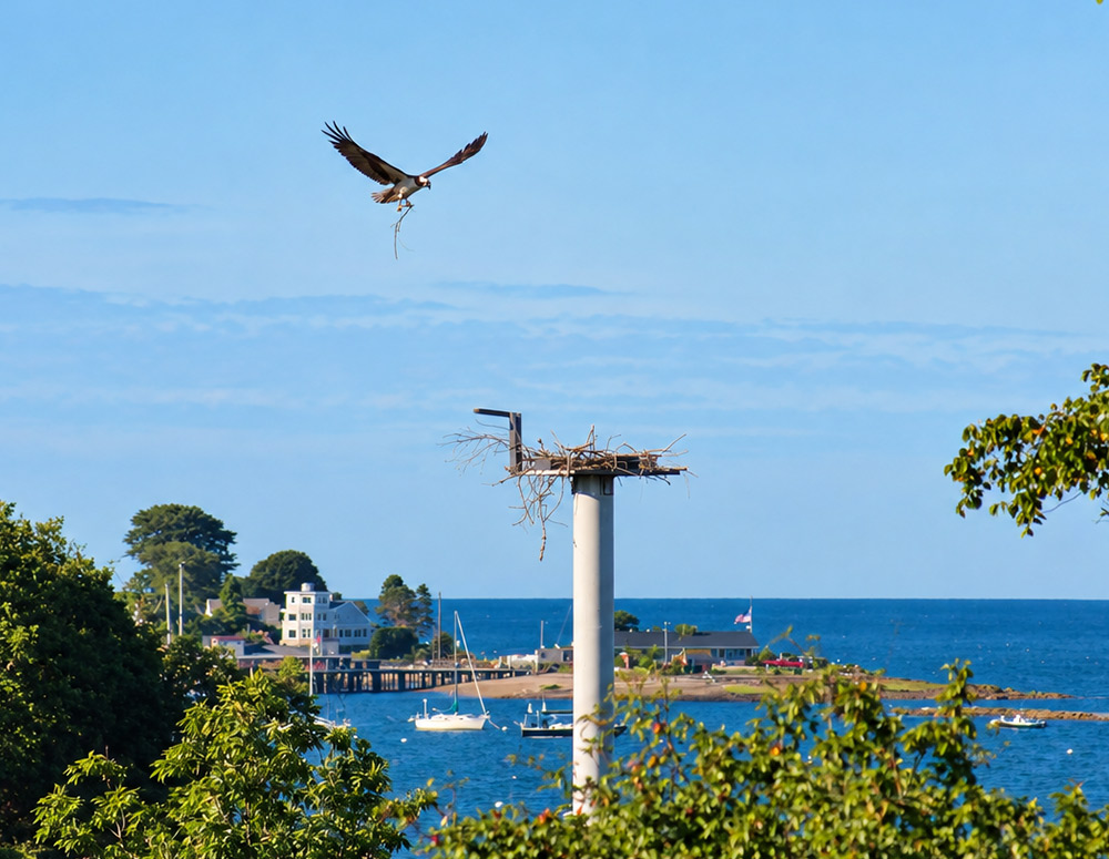 Osprey Pole in Maine